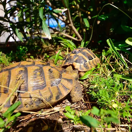 아파트 Adriana-3 By Interhome *